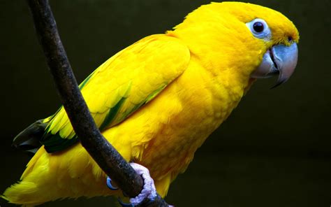 All Wallpapers: Yellow Parrots