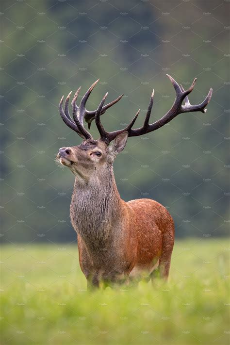 Big red deer stag standing proudly | Animal Stock Photos ~ Creative Market