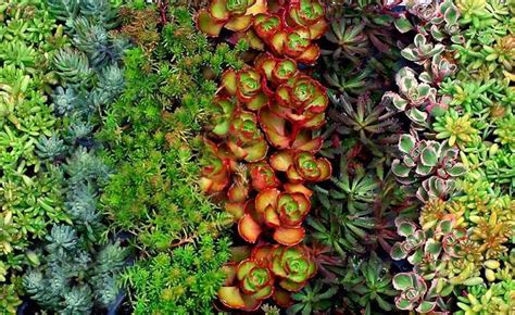 Species Spotlight - Sedum and Stonecrop! | The Succulent Eclectic