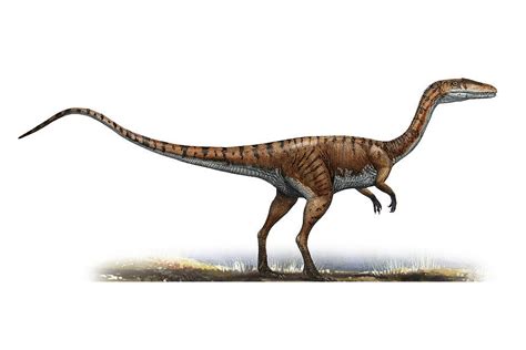 Coelophysis Facts, Habitat, Diet, Fossils, Pictures