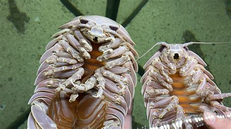 Just in time for Halloween - GIANT deep sea isopods! | Virginia Living ...