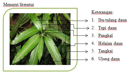 Maulidious Blog: Daun tunggal dan bagian-bagiannya