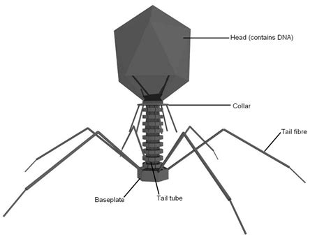 26+ Labeled Parts Of A Virus Gif | scenesfamemfory