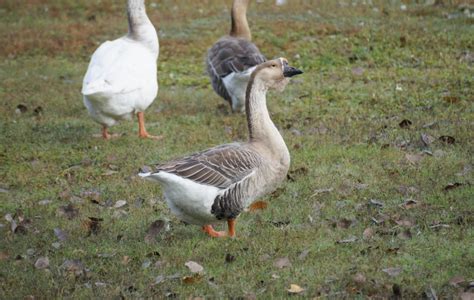 [SWAN GOOSE] – Birds of Nebraska – Online