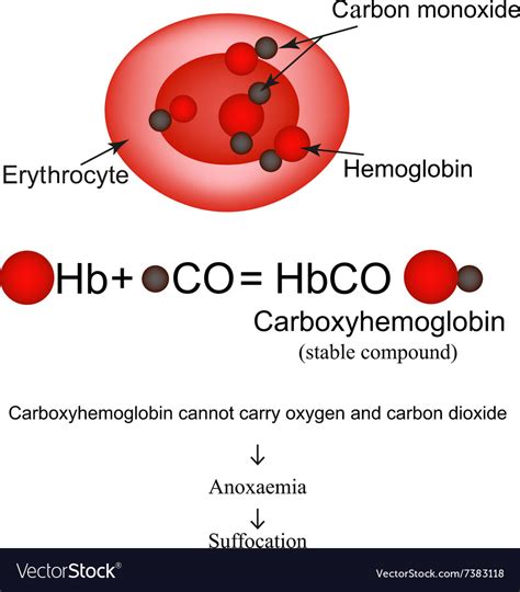 Carboxyhemoglobin joining the hemoglobin carbon Vector Image