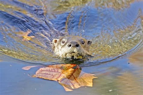 Otter trapping season reaches quota, closes early - Seymour Tribune