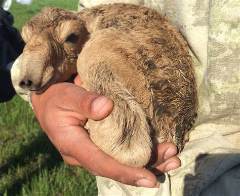 Here’s why 60 percent of the world’s saiga antelopes were wiped out in ...