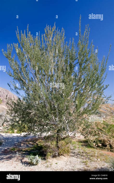 A desert ironwood tree in Anza Borrego Desert State Park, California ...