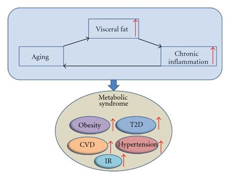 Link between Aging, visceral fat, inflammation, and metabolic syndrome ...