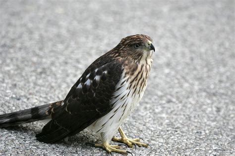 Ohio Bird Photo Collection: Juvenile Cooper's Hawk