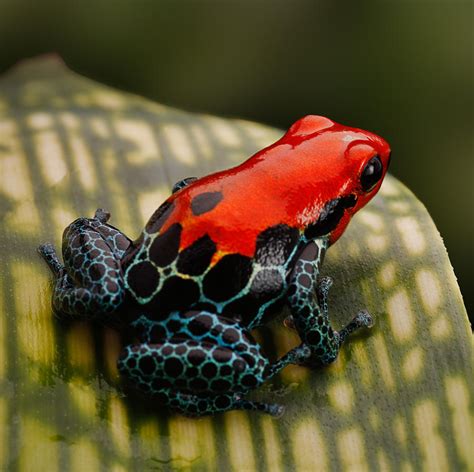 Red Poison Dart Frog Photograph by Dirk Ercken