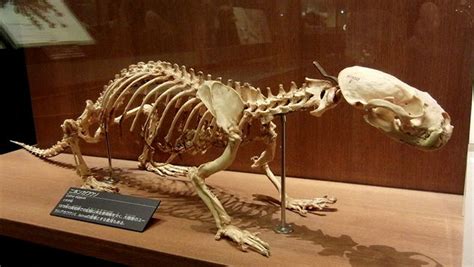 10 Extinct Animals Alleged To Still Be Alive - Listverse