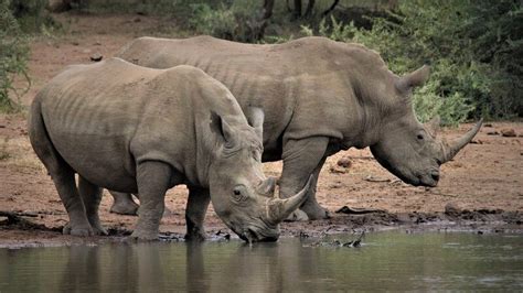 7 Fascinating Facts About Rhinos | Earth.Org