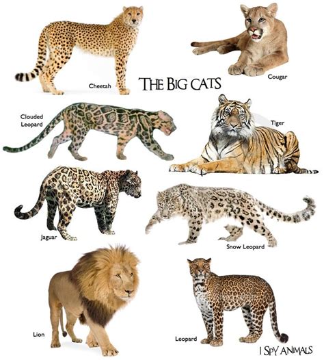 North American Big Cat Species | matthewmcewen