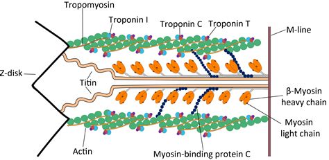 File:Cardiac sarcomere structure.png - Wikimedia Commons