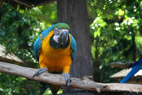 Yellow And Blue Macaw Parrot 3 Free Stock Photo - Public Domain Pictures