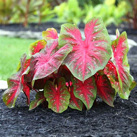 Caladium 'Red Flash' (Bulbs) – myBageecha