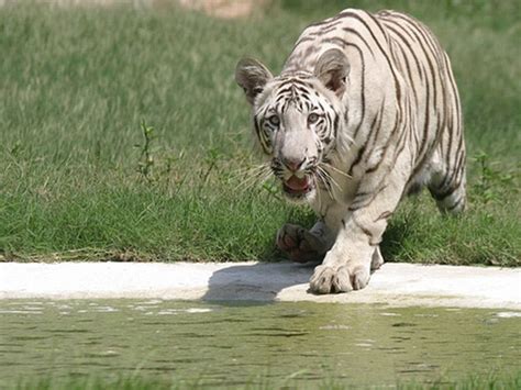 ChattBir Zoo - in Zirakpur, Punjab, India | Punjab, Animal sanctuary, Zoo