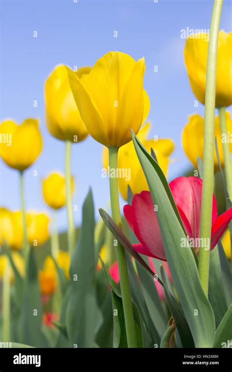 tulips garden with blue sky Stock Photo - Alamy