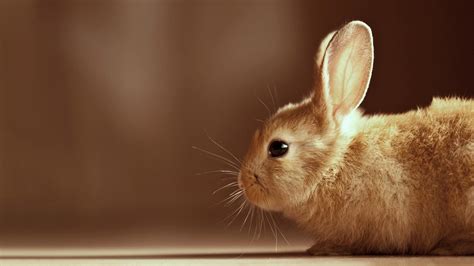 Cute Bunny Desktop Wallpapers - Top Free Cute Bunny Desktop Backgrounds ...