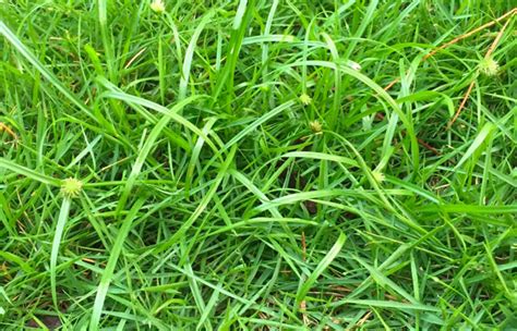 Common Lawn Weeds: Nutsedge Canopy Lawn Care