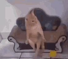 Cat Sit GIF - Cat Sit Chair - Discover & Share GIFs