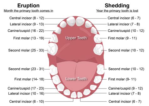 Baby teeth: the age they fall out, the sequence of losing them and some ...