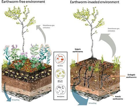 How Introduced Earthworms Alter Ecosystems · Frontiers for Young Minds