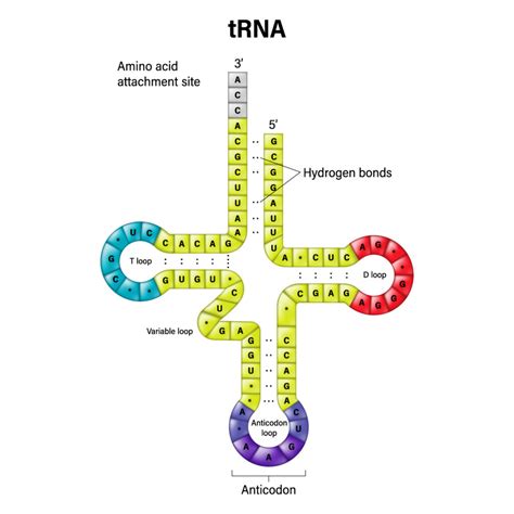 Could a Single Oligonucleotide Medication Treat Multiple Different ...