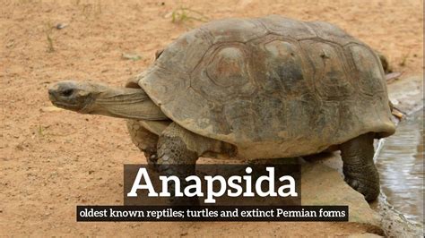 How Does Anapsida Look? | What is Anapsida? | How to Say Anapsida in ...