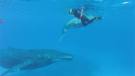 Whale-watching in Tonga | The Saturday Paper