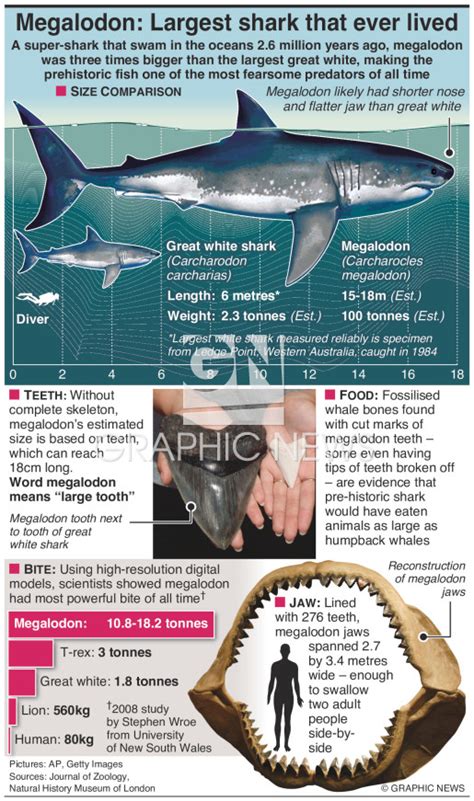 SCIENCE: Megalodon vs great white shark infographic