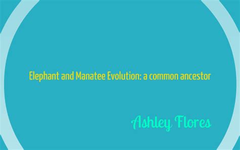 Elephant and Manatee Evolution by Ashley Flores on Prezi