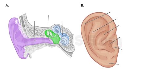 Anatomy of the external and middle ear | Osmosis