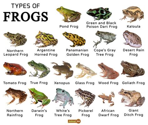 Frogs Facts, Types, Lifespan, Classification, Habitat, Pictures | Types ...