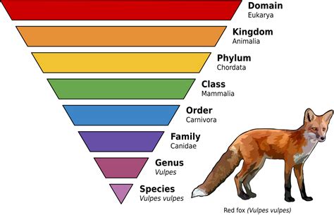 Taxonomic rank - Wikipedia