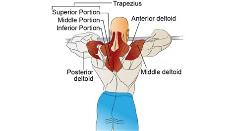 Upright Row: Muscle Worked, Form, Benefits, Variations