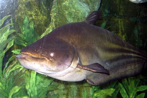 Mekong Giant Catfish - Animal Facts and Information