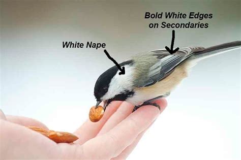 Birding Basics | Carolina/Black-capped Chickadee | Birds & Blooms