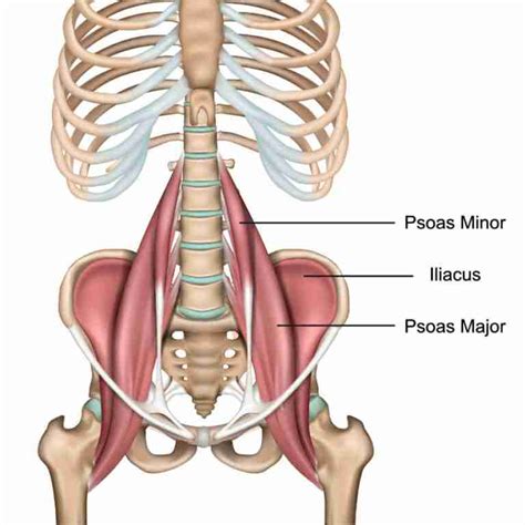 Injections for Iliopsoas Tendinopathy | Steroid Injections For ...