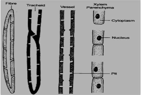 Xylem Parenchyma Diagram