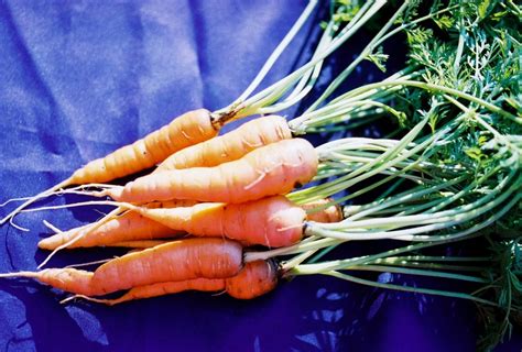 Carrot, Danvers Half Long - Harvesting History