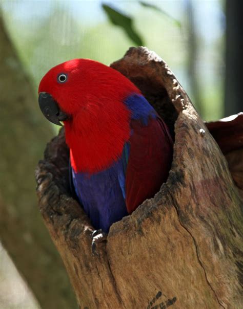 Female Eclectus Parrot | Australian birds and flowers | Pinterest