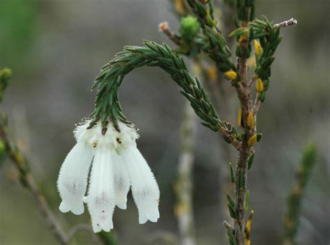 Erica pectinifolia (Ericaceae) image 10005 at PhytoImages.siu.edu