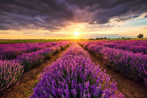 Lavender Wallpaper Background