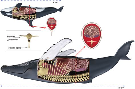 Schematic illustrations of a humpback whale (top) and killer whale ...