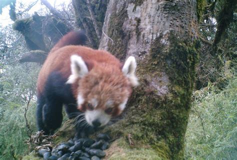 Mobile app introduced for red panda conservation - The Himalayan Times ...