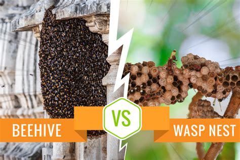 Beehive vs Wasp Nest - 3 tips on how to tell the difference! | Pest ...