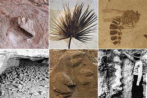 Significance - Fossils and Paleontology (U.S. National Park Service)