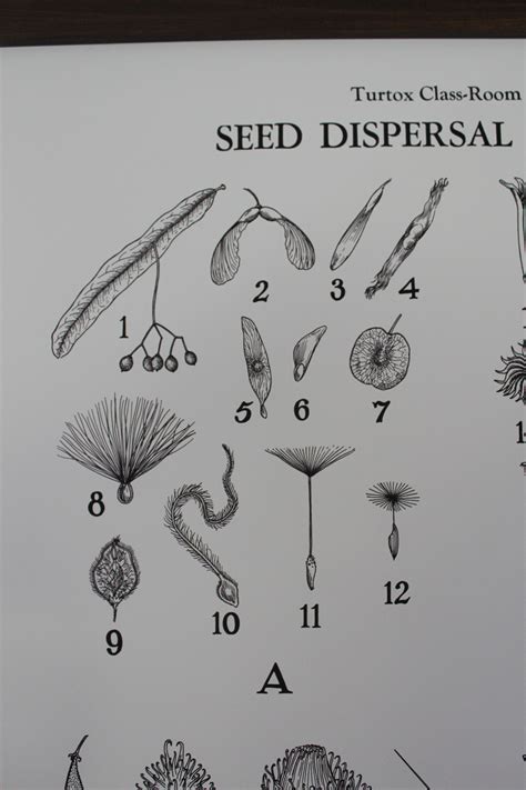 Seed Dispersal Methods Classroom Chart | Etsy